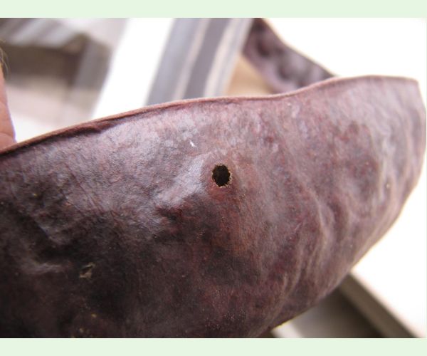 Zrnokaz Megabruchidius tonkineus