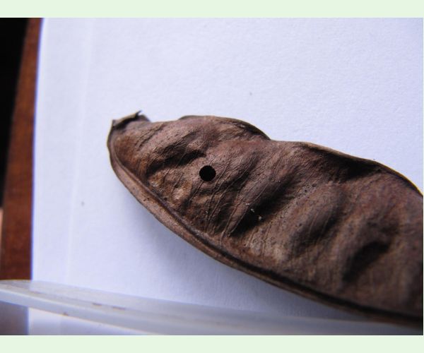 Zrnokaz Megabruchidius tonkineus