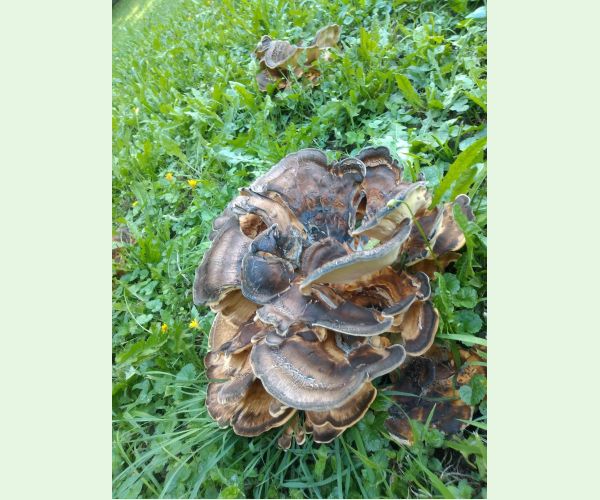 Vejárovec obrovský