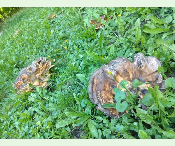 Vejárovec obrovský