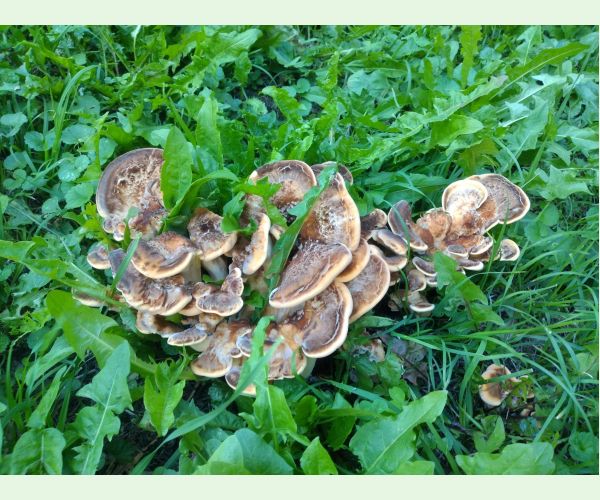 Vejárovec obrovský