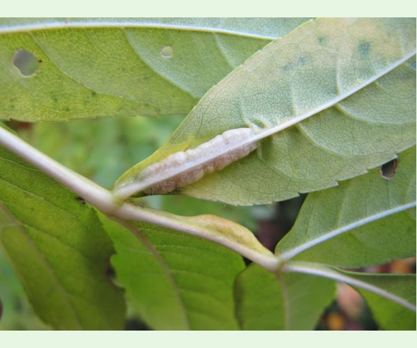 Plodomorka Dasineura fraxini