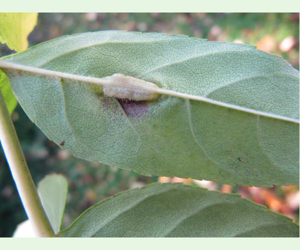 Plodomorka Dasineura fraxini