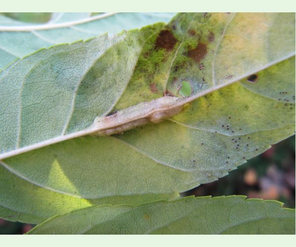 Plodomorka Dasineura fraxini