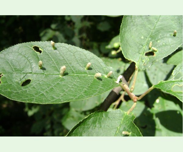 Roztoč Eriophyes padi
