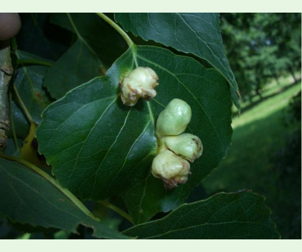 Dutinárka Pemphigus populi