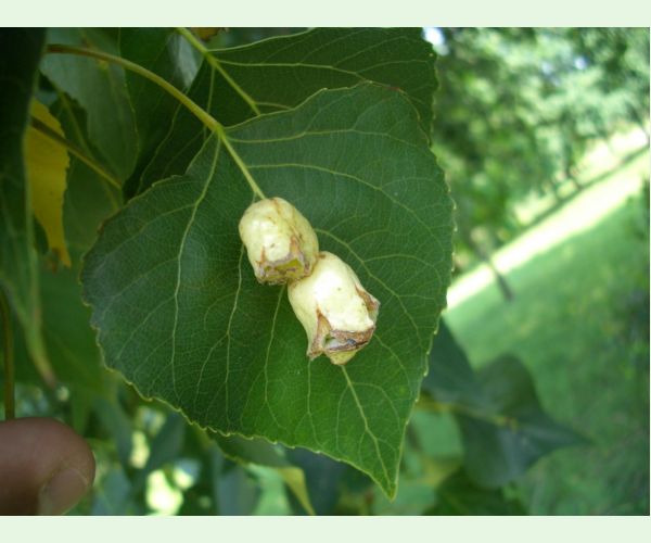 Dutinárka Pemphigus populi