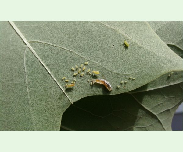 Voška ľaliovníková