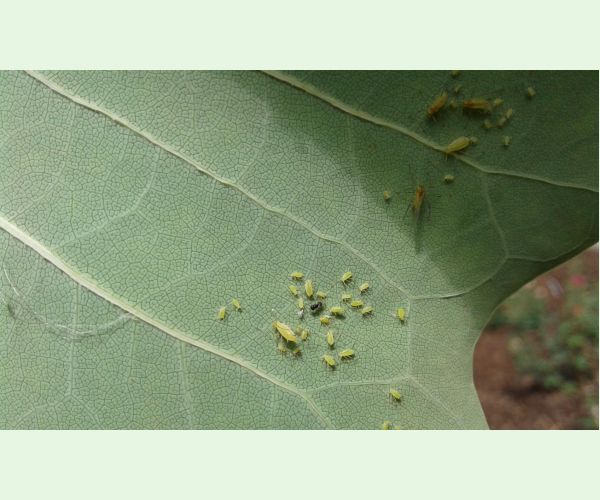 Voška ľaliovníková