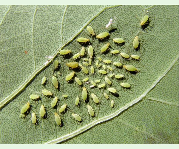 Voška ľaliovníková