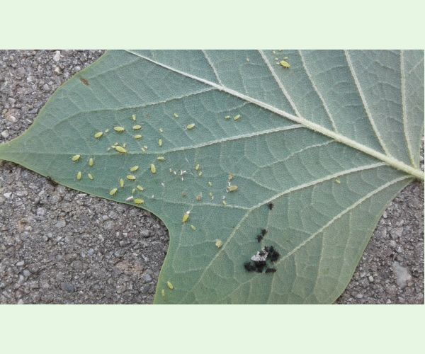 Voška ľaliovníková