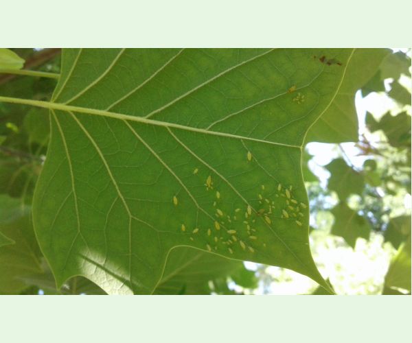 Voška ľaliovníková