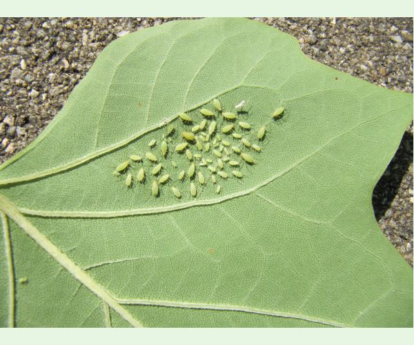 Voška ľaliovníková