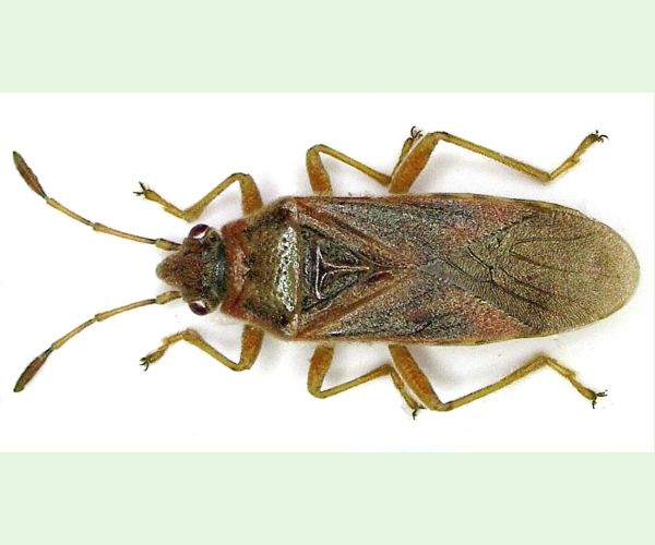 Ploštička platanová