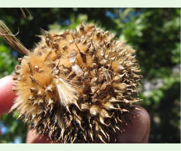 Ploštička platanová