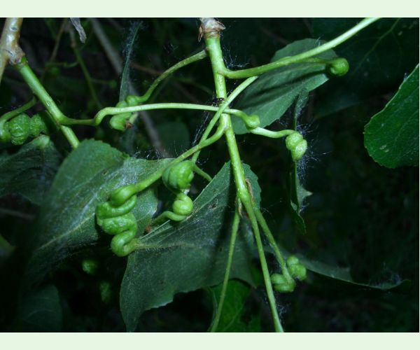 Dutinárka skrutkovitá