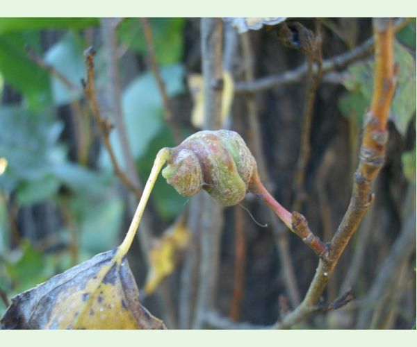 Dutinárka skrutkovitá