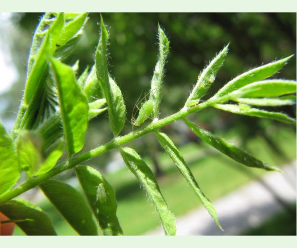 Voška Acyrthosiphon caraganae