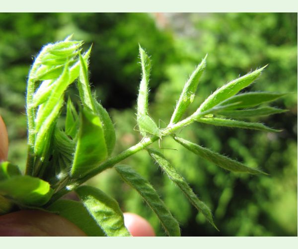 Voška Acyrthosiphon caraganae