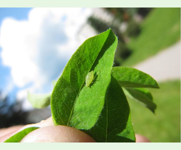 Voška Acyrthosiphon caraganae