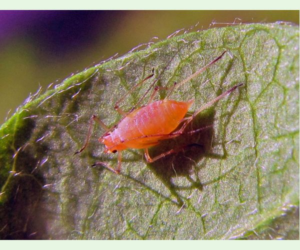 Voška Acyrthosiphon caraganae