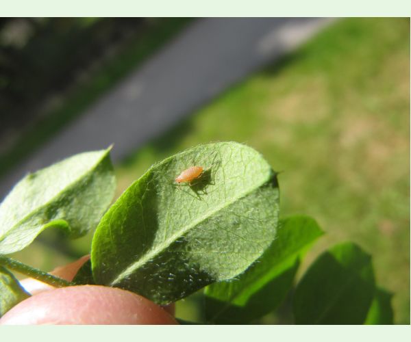 Voška Acyrthosiphon caraganae