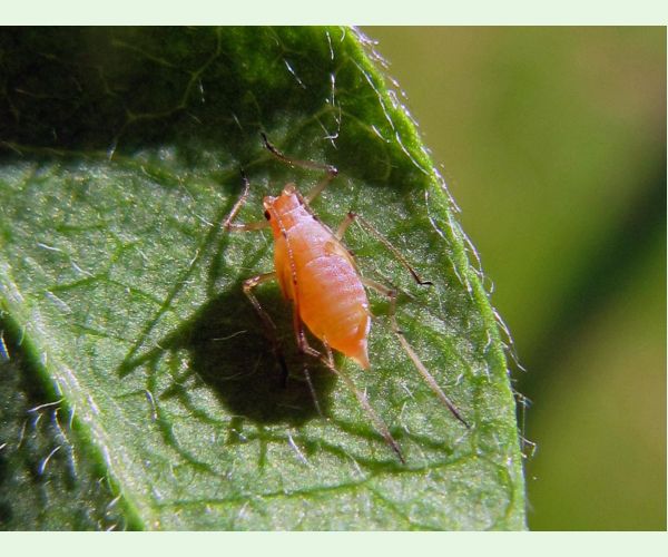 Voška Acyrthosiphon caraganae