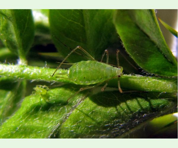 Voška Acyrthosiphon caraganae