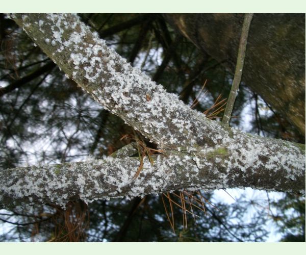 Kôrovnica vejmutovková