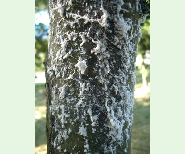 Kôrovnica vejmutovková