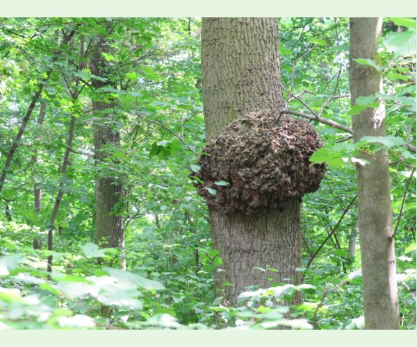 Hrčkotvorné baktérie