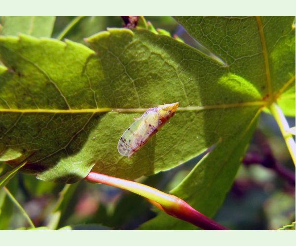 Cikádka Japananus hyalinus