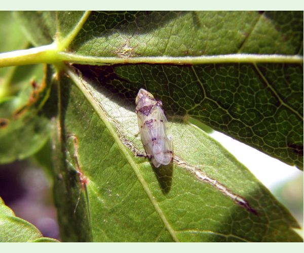 Cikádka Japananus hyalinus