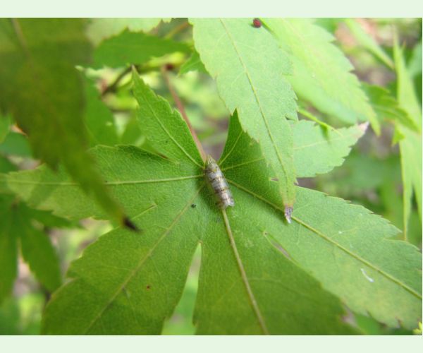 Cikádka Japananus hyalinus