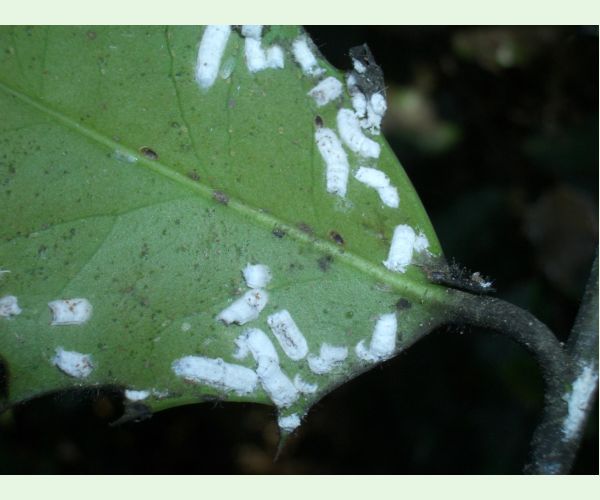 Červec Pulvinaria floccifera