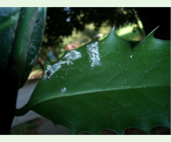 Červec Pulvinaria floccifera