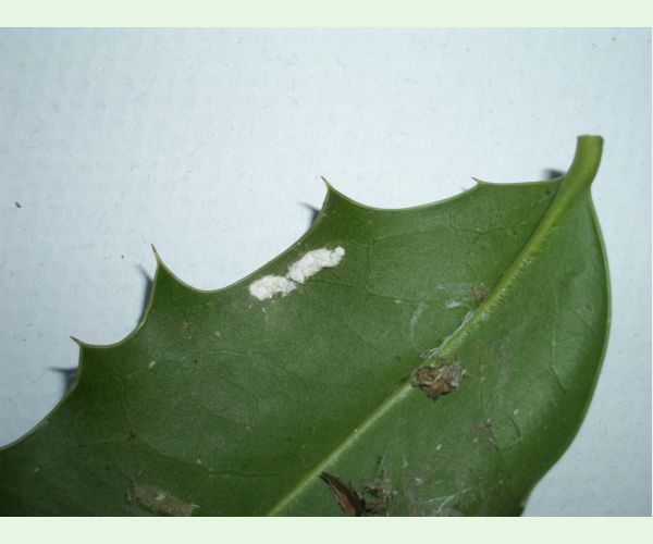 Červec Pulvinaria floccifera