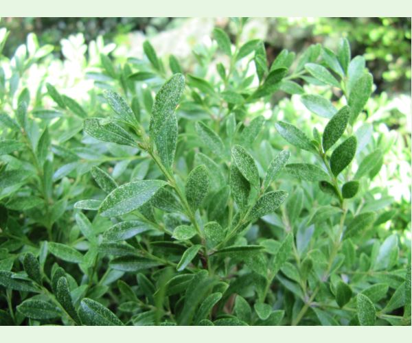 Roztoč Eurytetranychus latus