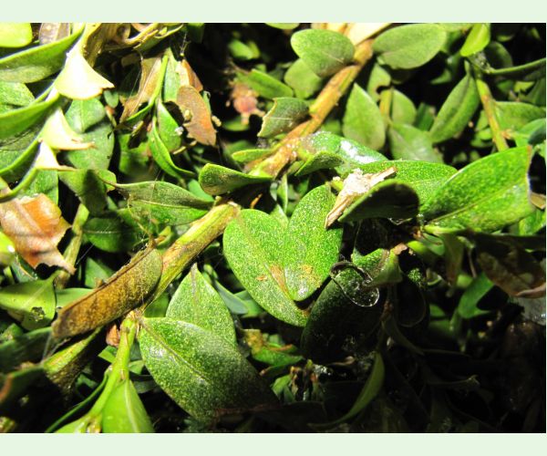 Roztoč Eurytetranychus latus