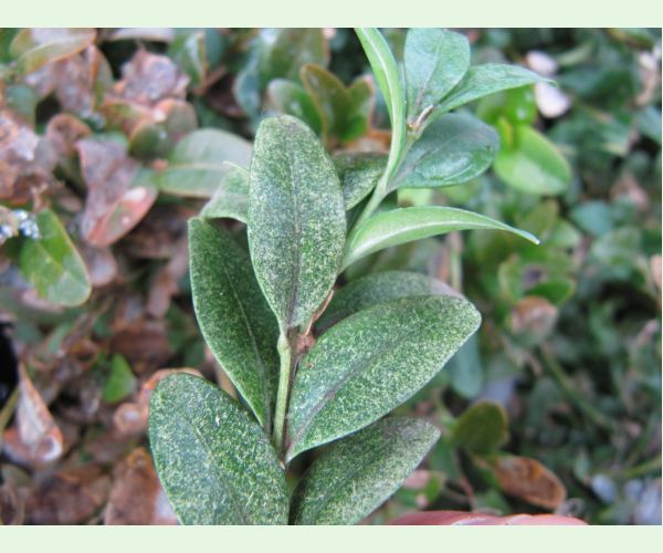 Roztoč Eurytetranychus latus