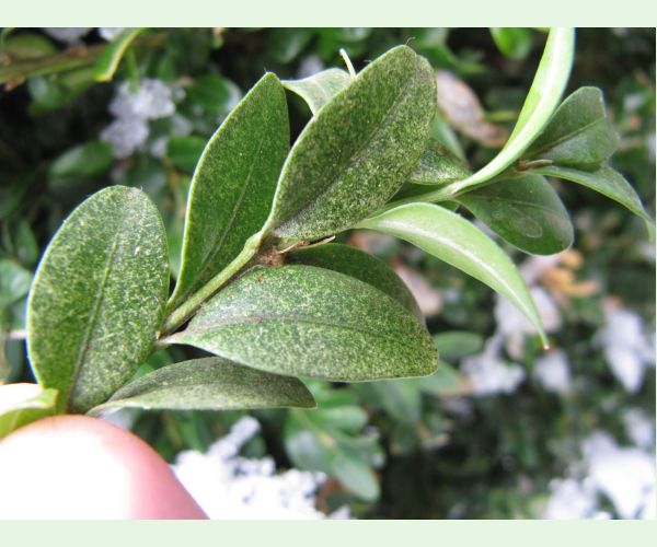 Roztoč Eurytetranychus latus