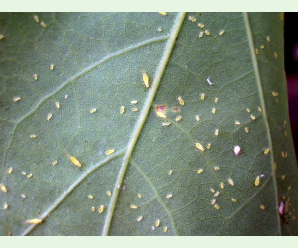 Voška Myzocallis walshii