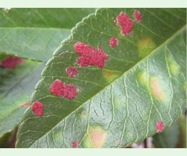 Roztoč Aceria pyracanthi