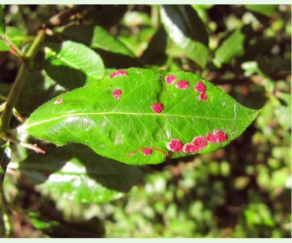 Roztoč Aceria pyracanthi