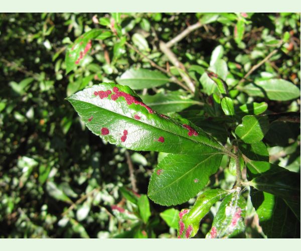 Roztoč Aceria pyracanthi