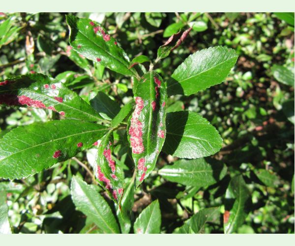 Roztoč Aceria pyracanthi