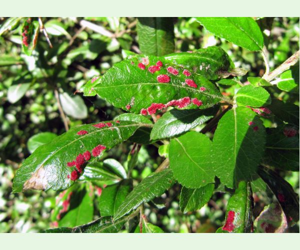 Roztoč Aceria pyracanthi