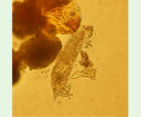 Roztoč Aceria pyracanthi