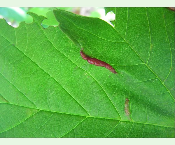 Plodomorka Contarinia acerplicans