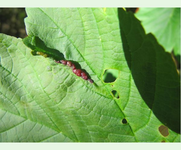 Plodomorka Contarinia acerplicans